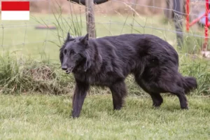 Read more about the article Belgian Shepherd Dog Breeder and Puppies in Vienna