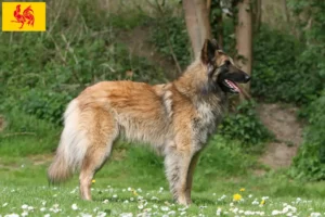 Read more about the article Belgian Shepherd breeders and puppies in Walloon Region