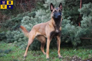 Read more about the article Belgian Shepherd breeders and puppies in Zlín