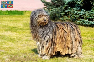 Read more about the article Bergamasco Shepherd Dog Breeders and Puppies in Bourgogne-Franche-Comté