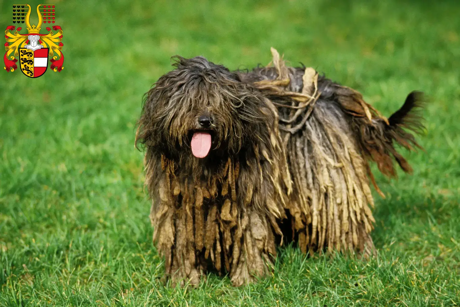 Read more about the article Bergamasco Shepherd Dog Breeder and Puppies in Carinthia