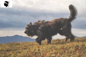 Read more about the article Bergamasco shepherd dog breeders and puppies in Corsica