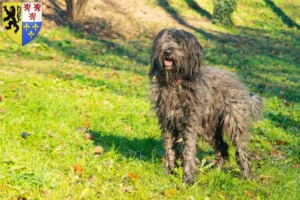 Read more about the article Bergamasco Shepherd Dog Breeder and Puppies in Hauts-de-France