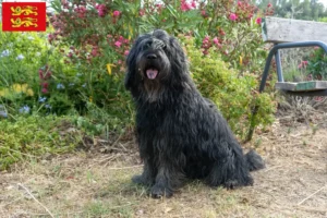 Read more about the article Bergamasco Shepherd Dog Breeders and Puppies in Normandy