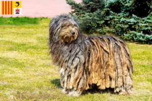 Read more about the article Bergamasco Shepherd Dog Breeders and Puppies in Provence-Alpes-Côte d’Azur