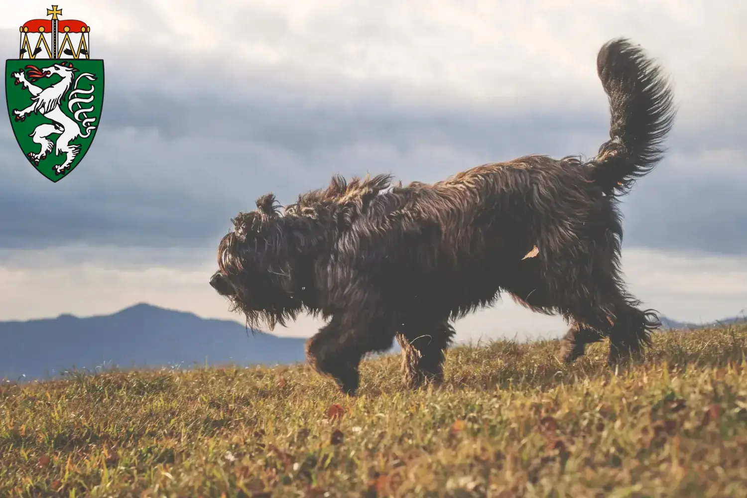 Read more about the article Bergamasco Shepherd Dog Breeder and Puppies in Styria