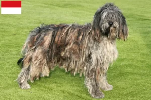 Read more about the article Bergamasco Shepherd Dog Breeder and Puppies in Vienna