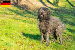 Read more about the article Bergamasker Shepherd Dog Breeder and Puppies in Rhineland-Palatinate