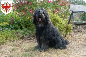 Read more about the article Bergamasco Shepherd Dog Breeder and Puppies in Tyrol