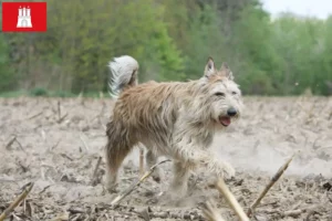 Read more about the article Berger de Picardie breeders and puppies in Hamburg