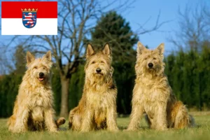 Read more about the article Berger de Picardie breeders and puppies in Hessen