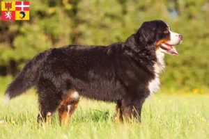 Read more about the article Bernese Mountain Dog breeders and puppies in Auvergne-Rhône-Alpes