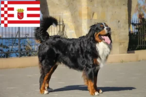 Read more about the article Bernese Mountain Dog Breeder and Puppies in Bremen