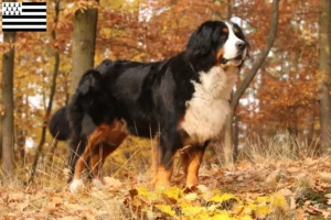 Read more about the article Bernese Mountain Dog breeders and puppies in Brittany