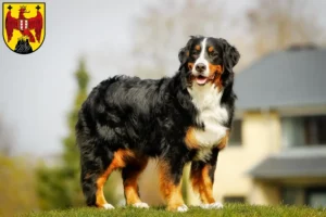 Read more about the article Bernese Mountain Dog Breeder and Puppies in Burgenland