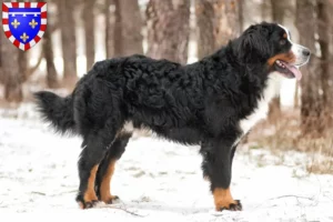 Read more about the article Bernese Mountain Dog breeder and puppies in Centre-Val de Loire