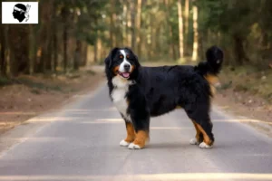 Read more about the article Bernese Mountain Dog breeders and puppies in Corsica