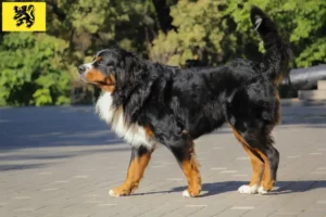 Read more about the article Bernese Mountain Dog breeders and puppies in Flanders