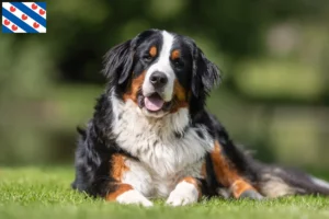 Read more about the article Bernese Mountain Dog breeder and puppies in Friesland