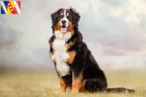 Read more about the article Bernese Mountain Dog Breeder and Puppies in Grand Est