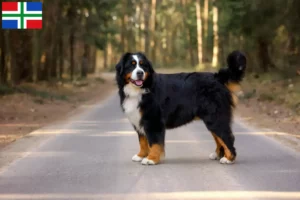 Read more about the article Bernese Mountain Dog breeder and puppies in Groningen