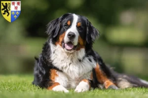 Read more about the article Bernese Mountain Dog breeder and puppies in Hauts-de-France