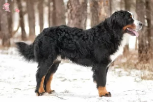 Read more about the article Bernese Mountain Dog breeder and puppies in Hovedstaden