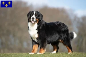 Read more about the article Bernese Mountain Dog breeders and puppies in Île-de-France