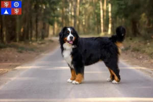 Read more about the article Bernese Mountain Dog breeder and puppies in Liberec