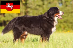 Read more about the article Bernese Mountain Dog Breeder and Puppies in Lower Saxony