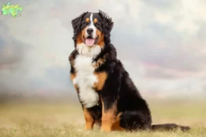 Read more about the article Bernese Mountain Dog breeder and puppies in Midtjylland