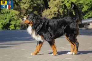 Read more about the article Bernese Mountain Dog Breeder and Puppies in Moravia-Silesia