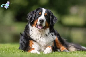 Read more about the article Bernese Mountain Dog breeder and puppies in Nordjylland