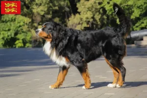 Read more about the article Bernese Mountain Dog breeders and puppies in Normandy