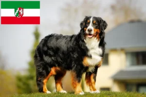 Read more about the article Bernese Mountain Dog breeders and puppies in North Rhine-Westphalia