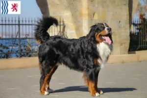 Read more about the article Bernese Mountain Dog breeder and puppies in Nouvelle-Aquitaine