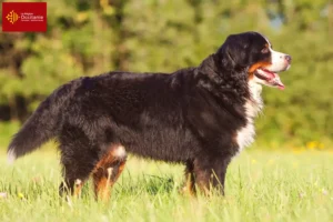 Read more about the article Bernese Mountain Dog breeders and puppies in Occitania