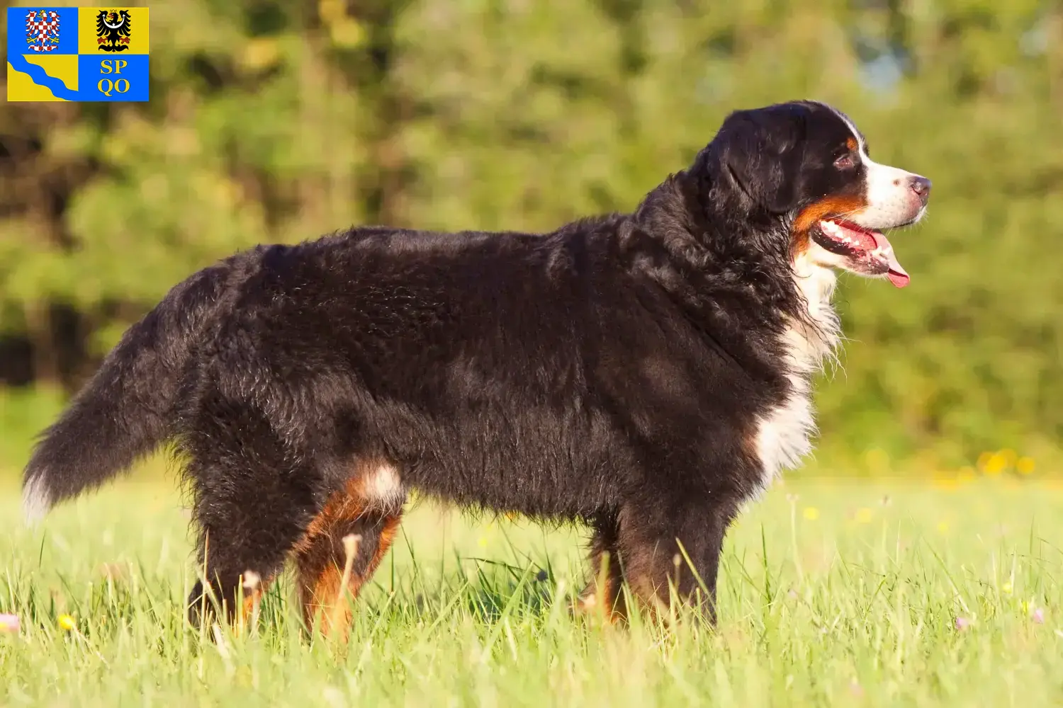 Read more about the article Bernese Mountain Dog breeder and puppies in Olomouc