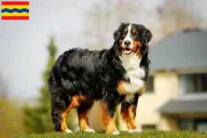 Read more about the article Bernese Mountain Dog breeder and puppies in Overijssel