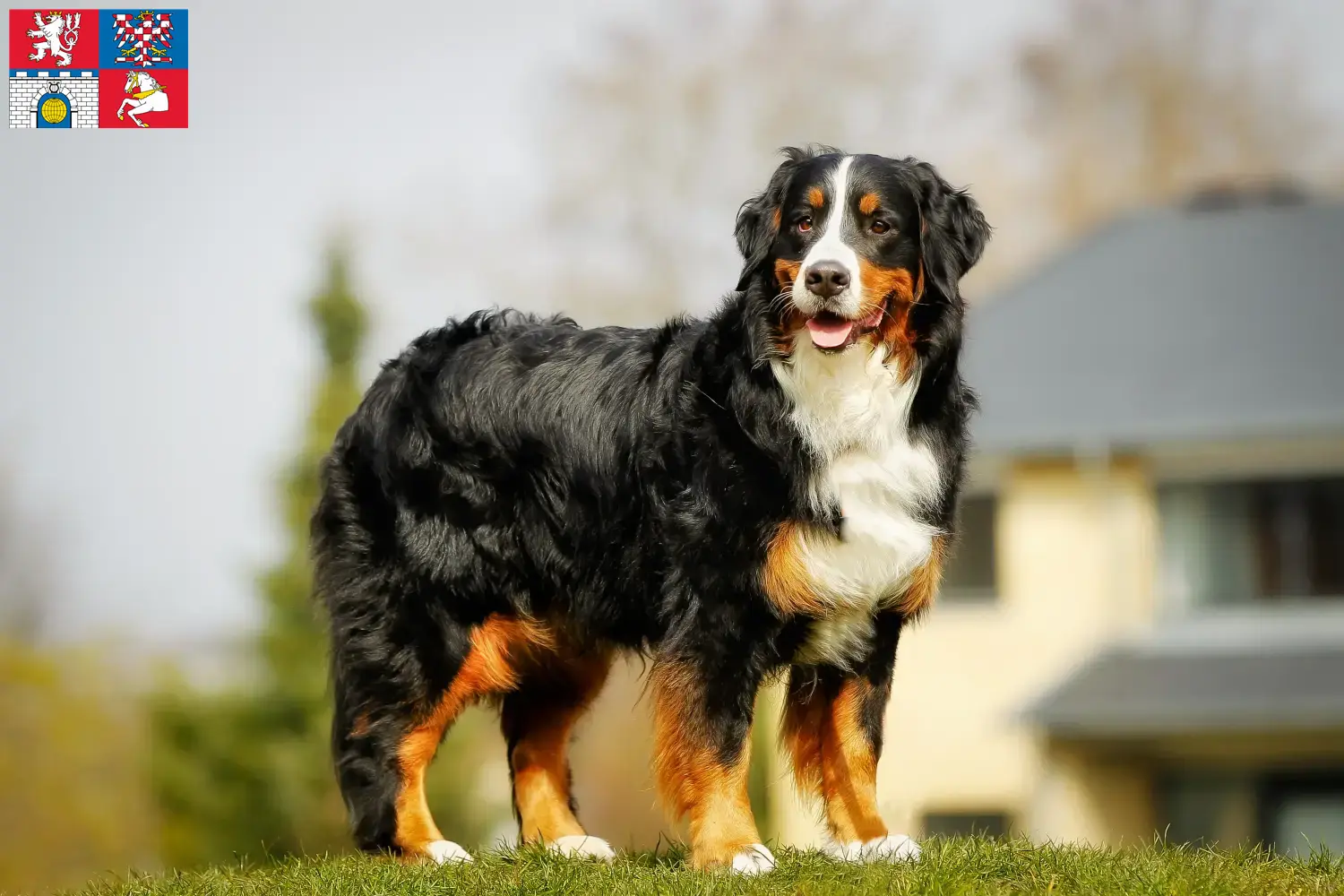 Read more about the article Bernese Mountain Dog breeder and puppies in Pardubice