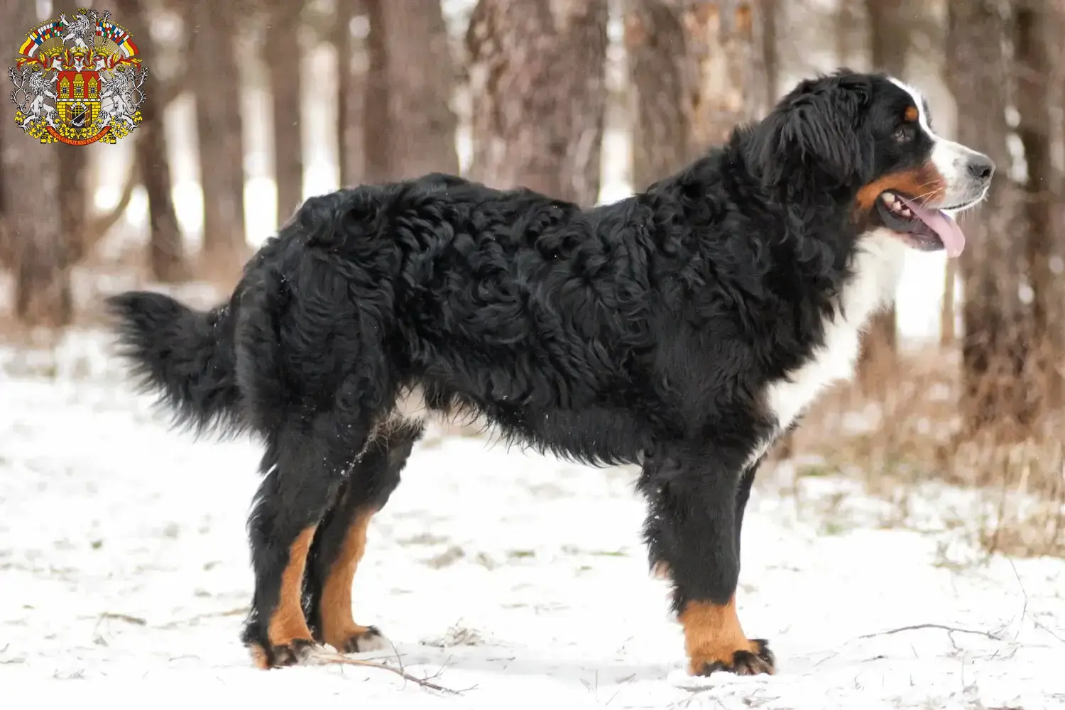 Read more about the article Bernese Mountain Dog Breeder and Puppies in Prague