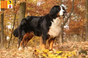 Read more about the article Bernese Mountain Dog breeders and puppies in Provence-Alpes-Côte d’Azur