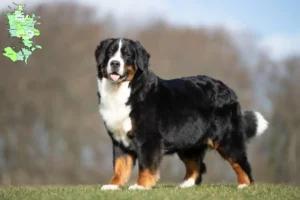 Read more about the article Bernese Mountain Dog breeder and puppies in Sjælland