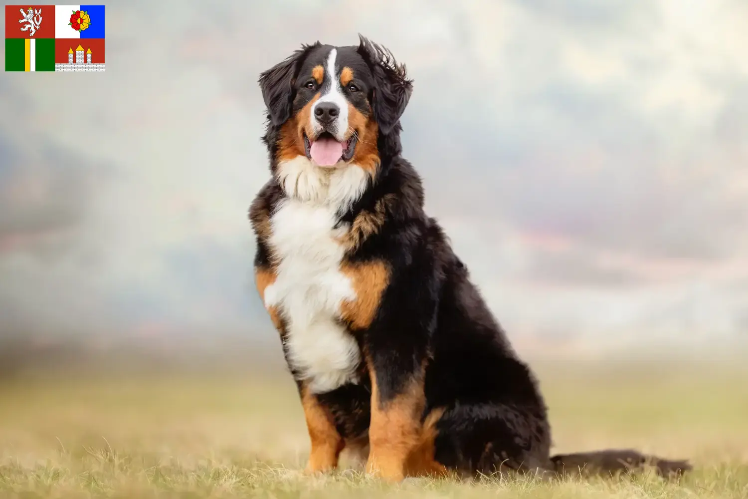 Read more about the article Bernese Mountain Dog breeder and puppies in South Bohemia