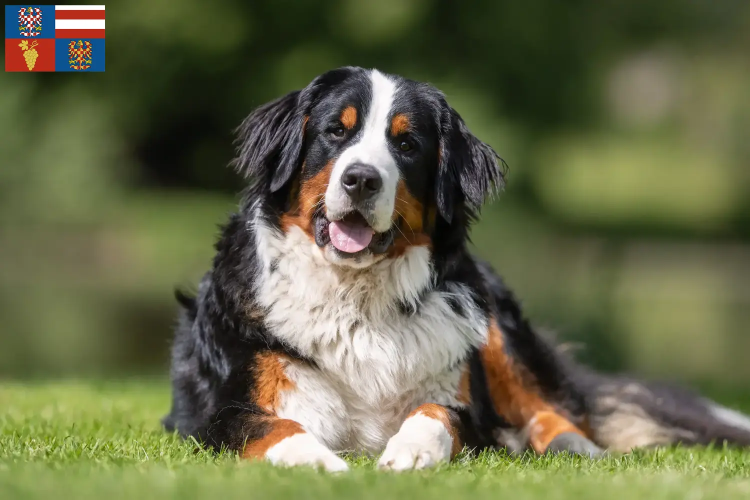 Read more about the article Bernese Mountain Dog breeder and puppies in South Moravia