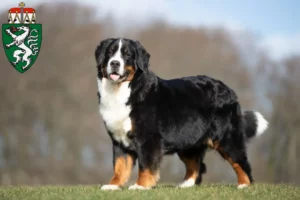 Read more about the article Bernese Mountain Dog breeders and puppies in Styria