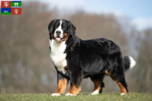 Read more about the article Bernese Mountain Dog breeder and puppies in Ústí