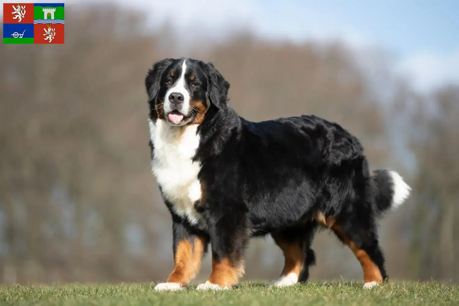 Read more about the article Bernese Mountain Dog breeder and puppies in Ústí