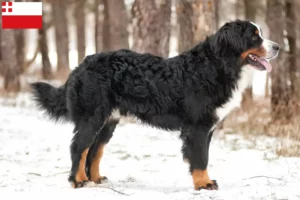 Read more about the article Bernese Mountain Dog breeder and puppies in Utrecht