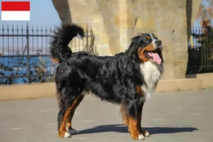 Read more about the article Bernese Mountain Dog Breeder and Puppies in Vienna